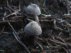 Psathyrella pennata