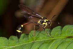 Eustenogaster micans