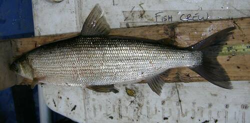 European cisco (Coregonus albula) — Salmonidae — 3