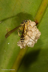 Polistes meadeanus
