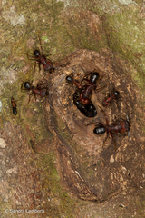 Myrmotarsus