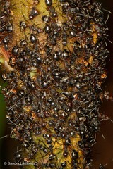 Dolichoderus cuspidatus
