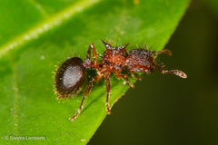 Meranoplus mucronatus