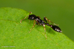 Tetraponera