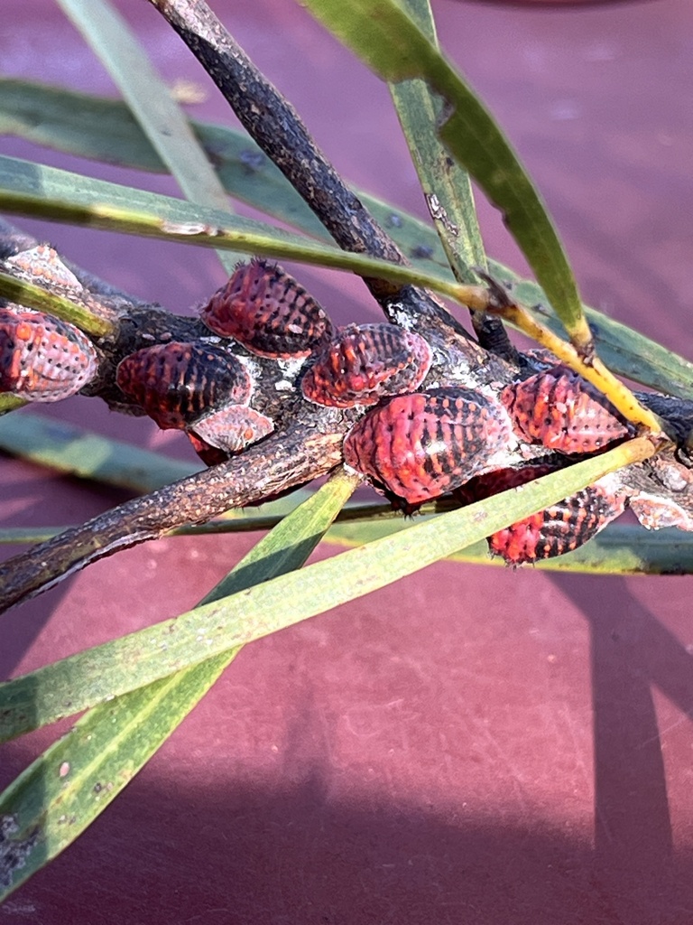 Auloicerya acaciae