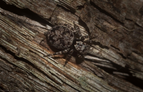Dirty Jumping Spider