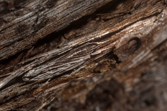 Ardozyga phloeodes