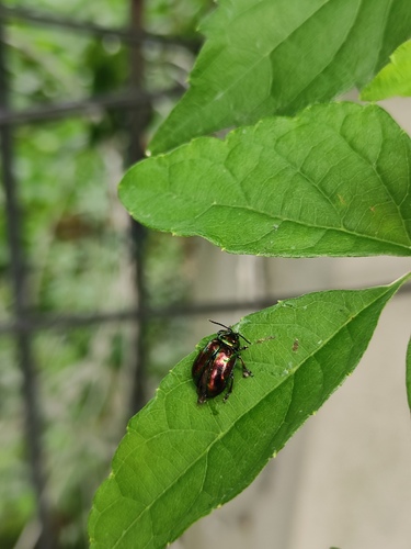 Gallerucida gloriosa