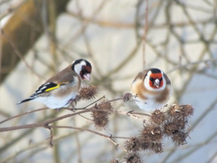 Carduelis carduelis