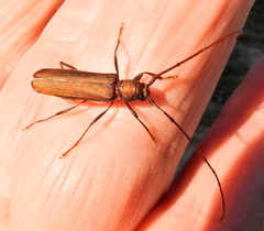 Xystrocera erosa