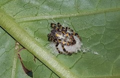 Alpaida alticeps