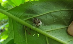 Alpaida alticeps