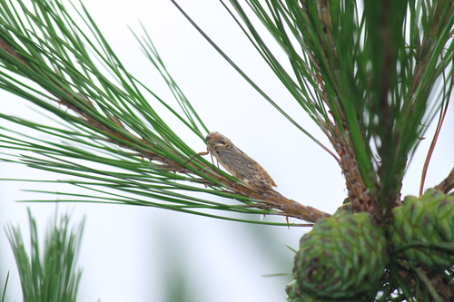 Brown Speckled Cicada