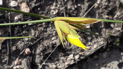 Bobartia orientalis