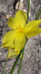 Bobartia orientalis