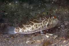Checkered Puffer photo 5