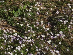 Maresia pulchella