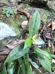 Tricyrtis