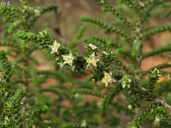 Thymelaea hirsuta