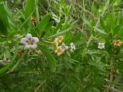 Lycium schweinfurthii