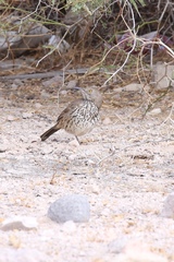 Toxostoma cinereum