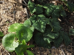 Umbilicus intermedius