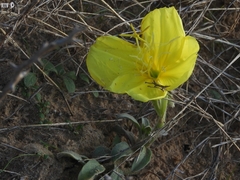 Oenothera drummondii