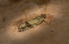 Metrioglypha phyllodes