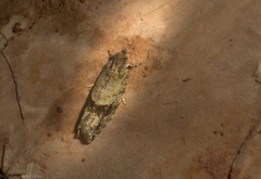 Metrioglypha phyllodes