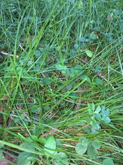 Cyperus erectus