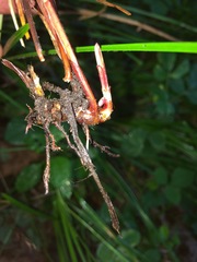 Cyperus erectus