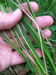 Cyperus erectus