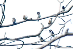 Spermestes cucullata