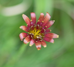 Tragopogon balcanicus