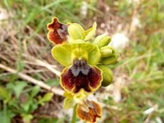 Ophrys sicula