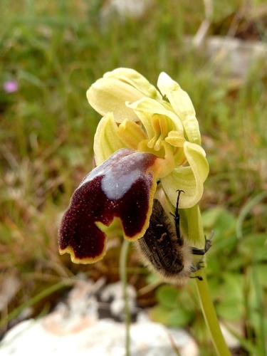 Sombre Bee-orchid