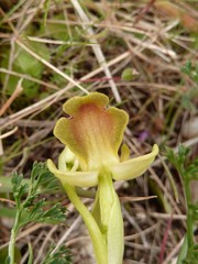 Ophrys fusca