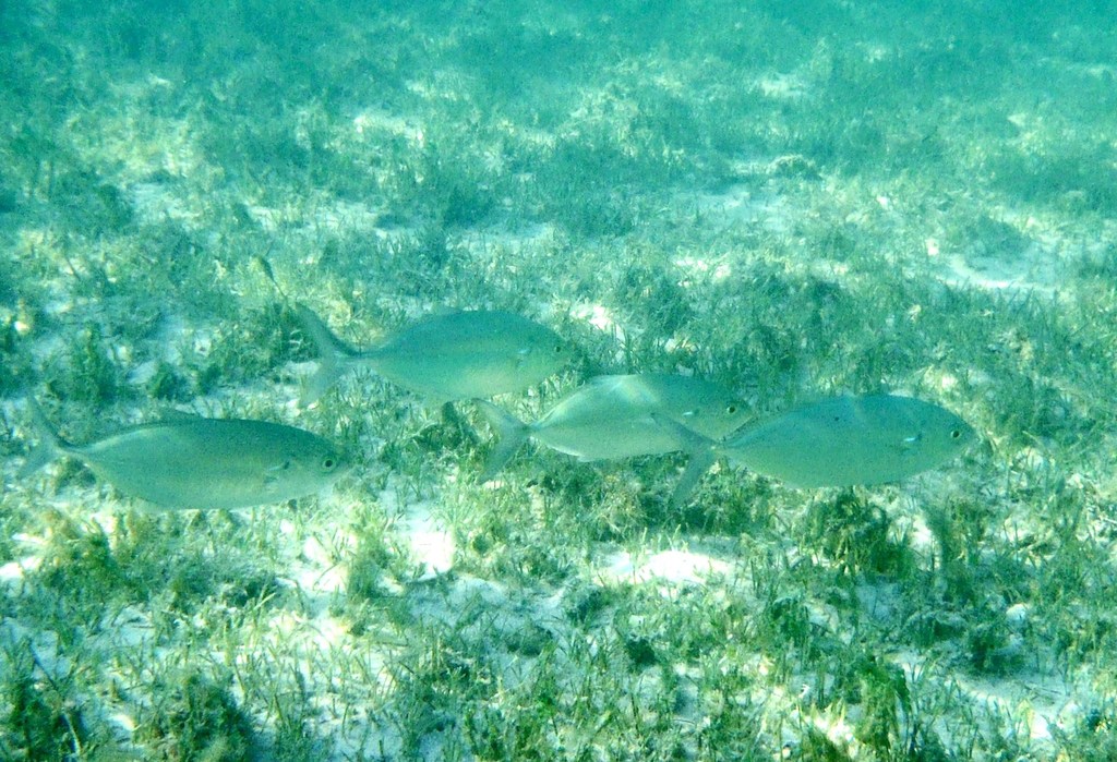 Green Jack