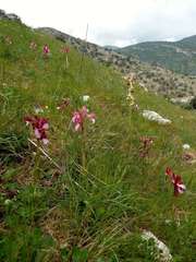 Anacamptis papilionacea