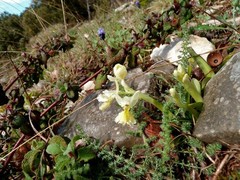 Orchis pauciflora