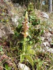 Orchis anthropophora