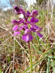 Anacamptis morio