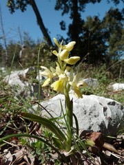 Orchis pauciflora