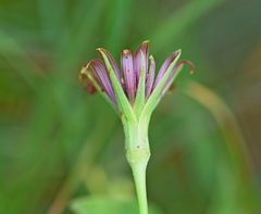 Tragopogon balcanicus