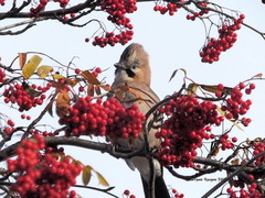 Garrulus glandarius