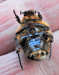 Trichostetha signata