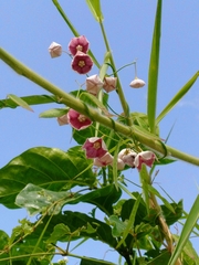 Angiospermae