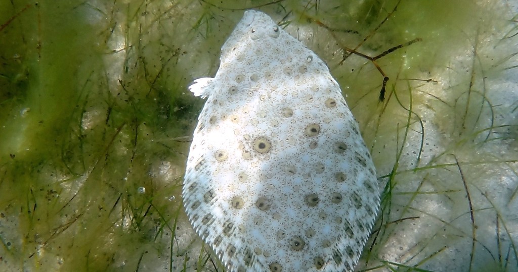 Cortez Halibut