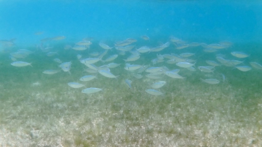 Deep-bodied Pacific thread herring (Opisthonema libertate) — Clupeidae