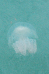 Crambionella